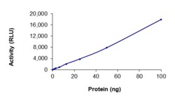 Sino Biological&nbsp;Recombinant Human Her2/ERBB2 Protein (C805S, GST Tag), Active